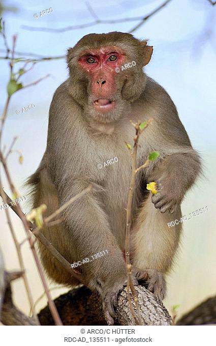 Rhesus Monkey male Keoladeo Ghana national park Rajasthan India Macaca mulatta Rhesus Macaque