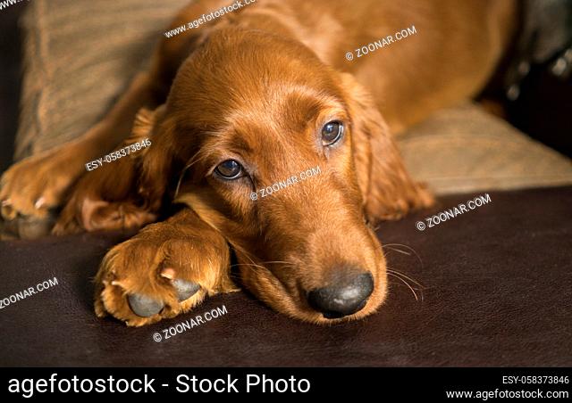 A young pure breed Irish Setter relaxes in a rare moment of quiet on the couch