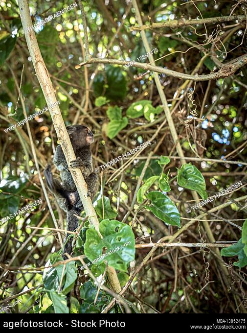 A Sagui monkey in the wild in Rio de Janeiro, Brazil. The black-tufted marmoset (callithrix penicillata) lives primarily in the Neo-tropical gallery forests of...