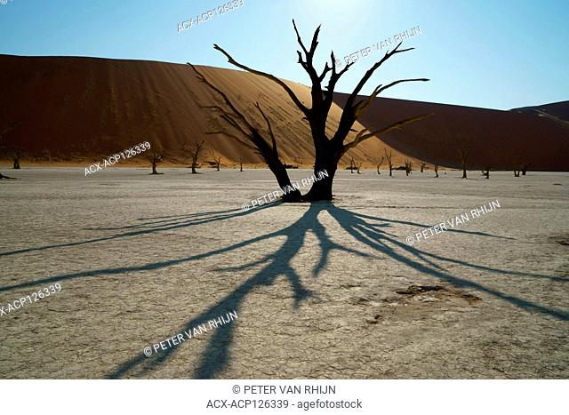 Dead Vlei inside the Sossusvlei, with skeletons of ancient dead Acacia trees. The 'Vlei' is a clay pan where a long time ago a creek was encircled by dunes and...
