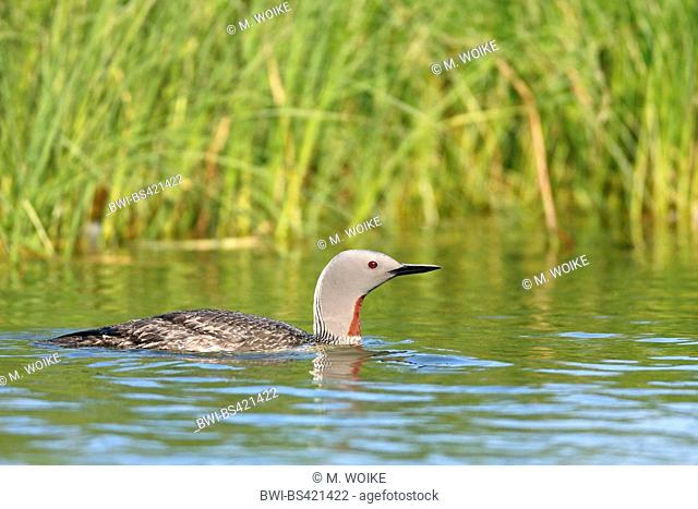 red-throated diver (Gavia stellata), swimming at the waterfront, side view, Norway, Tromso