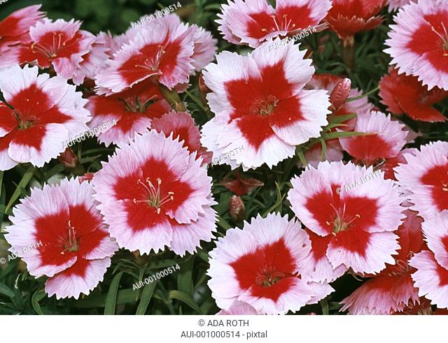 Dianthus barbatus - pink with red centers - dense cluster of sweet smelling delicate flowers