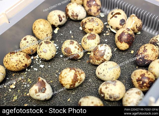 11 April 2022, Saxony-Anhalt, Halberstadt: At a temperature of 37.3 degrees, young quail chicks hatch in an incubator at the Vogelkundemuseum Heineanum