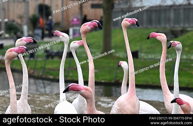 21 January 2023, Baden-Wuerttemberg, Stuttgart: Flamingos (Phoenicopteridae) stand in an outdoor enclosure at Stuttgart Wilhelma