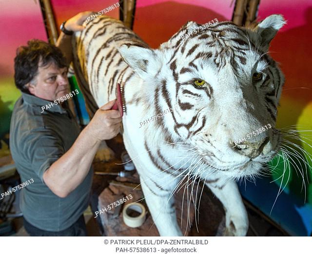 Taxidermist Thomas Winkler works on a taxidermied Bengal tiger in Trebus,  Germany, 16 April 2015. The female Bengal tiger came from a circus and