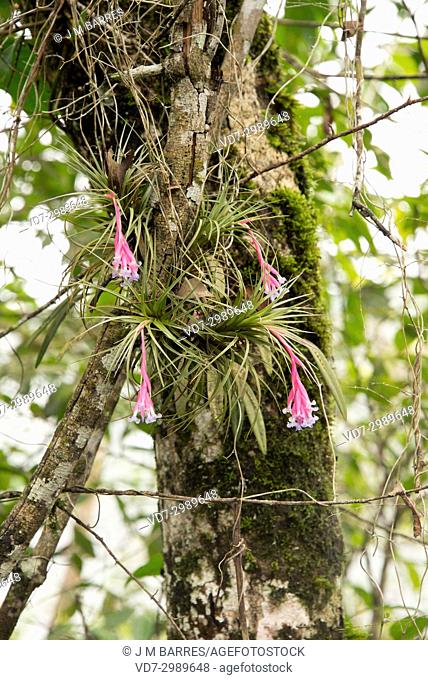 Narrowleaf airplant (Tillandsia tenuifolia) is an epiphyte herb native to South America and Caribbean Islands. This photo was taken in Iguazu Falls National...
