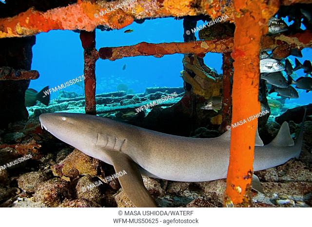 Nurse Shark resting in Sugar Wreck, Ginglymostoma cirratum, West End Atlantic Ocean, Bahamas