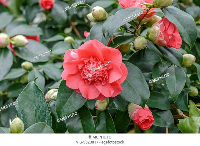 DEUTSCHLAND, ZUSCHENDORF, 16.03.2014, Kamelie (Camellia japonica 'Chandler's Elegans') - Zuschendorf, Germany, 16/03/2014