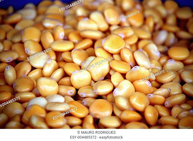 Many lupinus albus beans