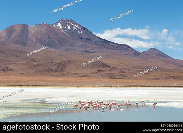 Photograph of flamingos on Laguna Hedionda in national park Eduardo Avaroa in the South West of Bolivia
