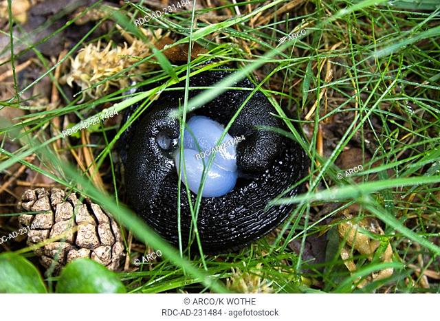Black Arion, pair, mating, Cevennes national park, France, Arion ater, Greater Black Slug