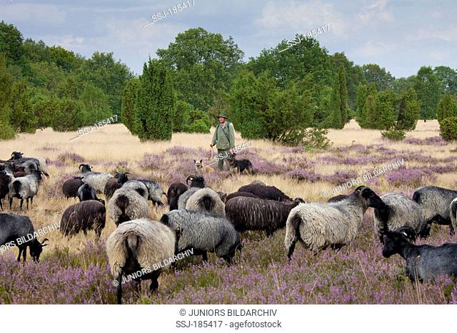 Heidschnucke, German Grey Heath. Shepherd with dogs and sheep. Lueneburg Heath, Lower Saxony, Germany