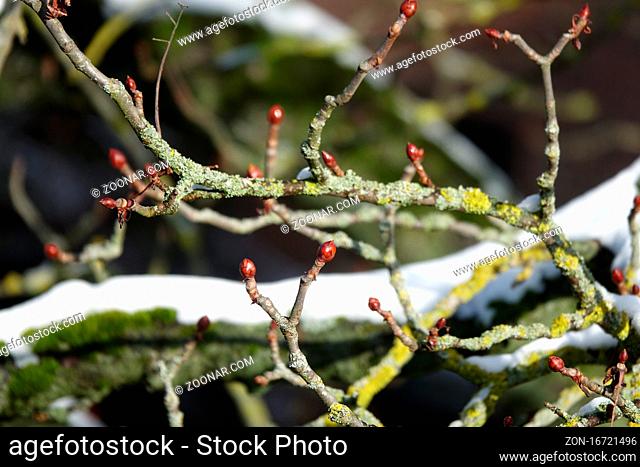 Aesculus hippocastanum, Rosskastanie, Horse chestnut, mit Schnee, in winter