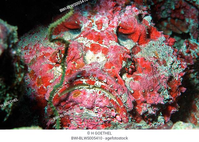 reef stonefish, poison toadfish, stonefish Synanceia verrucosa, portrait, Egypt