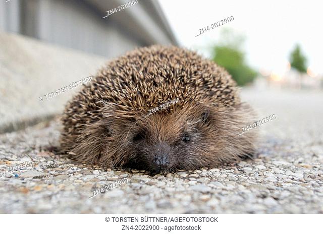 Dead Hedgehog at the Side of a Street. Bad Schallerbach. Austria