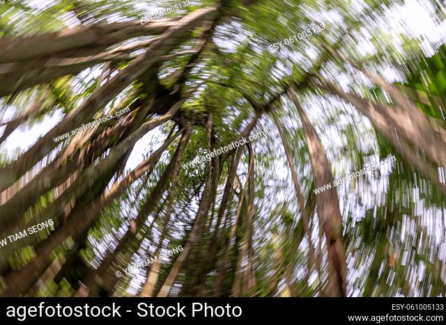 Spinning blur effect at Malaysia rainforest. Blur image due to rotation camera while shooting