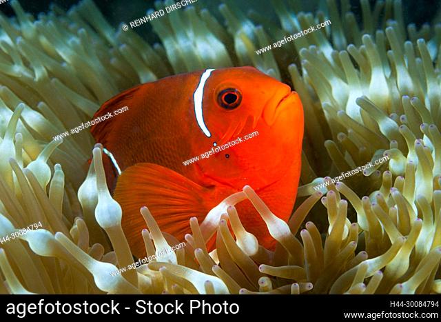 Spinecheek Clownfish, Premnas aculeatus, Tufi, Solomon Sea, Papua New Guinea