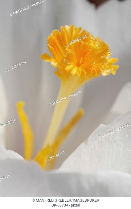 White spring crocus with yellow stamp (Crocus vernus hyb.) White crocus bloom with A yellow pistil
