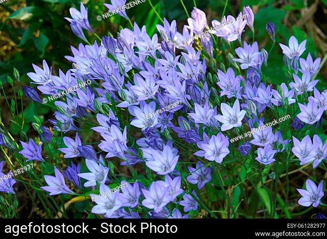 Ithuriels Spear (Brodiaea 'Queen Fabiola'). Called Triplet lily, Pretty face and Wild hyacinth also. Another botanical ame is Triteleia laxa 'Queen Fabiola'