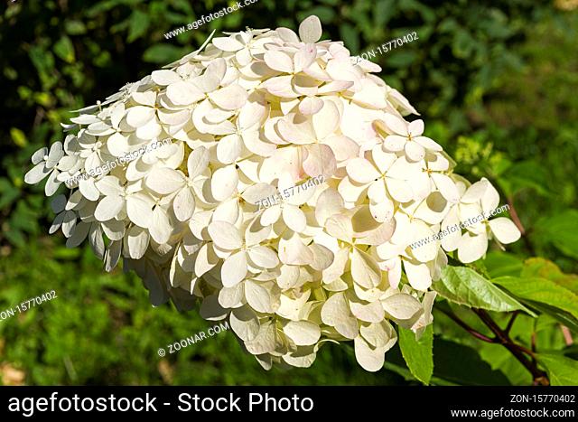 Blooming panicled hydrangea (Hydrangea paniculata) of the Phantom species. Sunny day in early September
