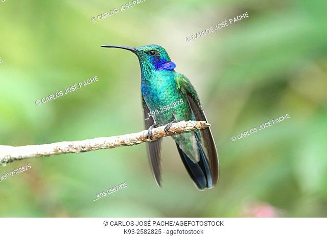 Costa Rica, Monteverde Biological Rerserve, Green violet-ear (Colibri thalassinus)