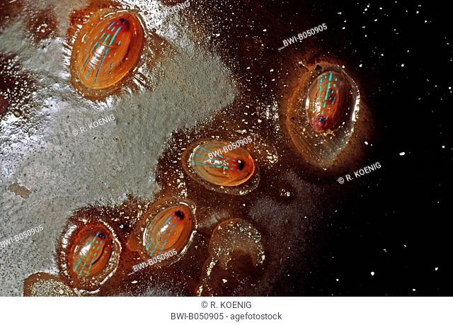 blue-rayed limpet (Patina pellucida), some exemplars on tang