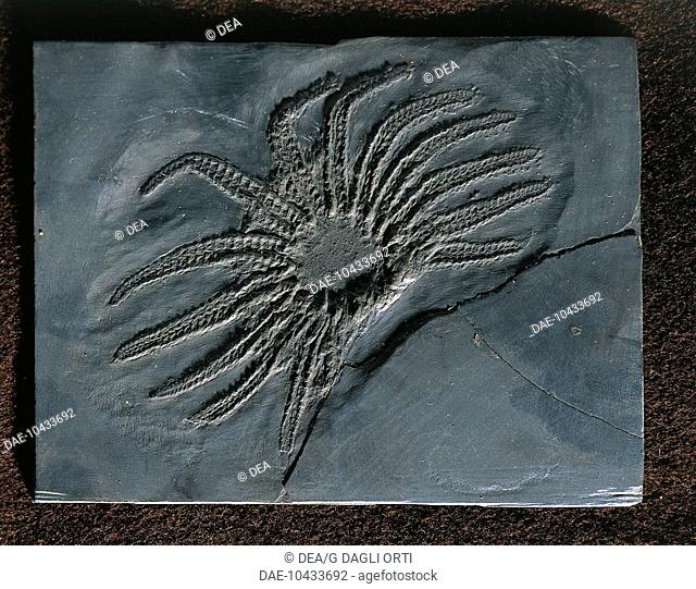 Fossils - Deuterostomia - Echinodermata - Ophiuroidea - Helianthaster rhenanus - Denovian
