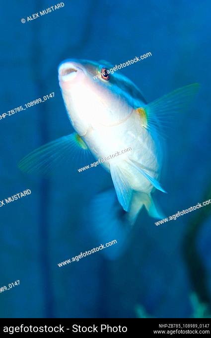 A female Princess Parrotfish, Scarus taeniopterus fish, in the Cayman, Caribbean, Atlantic  Date: 08/09/2006   Ref: ZB785-108989-0147  COMPULSORY CREDIT: Oceans...