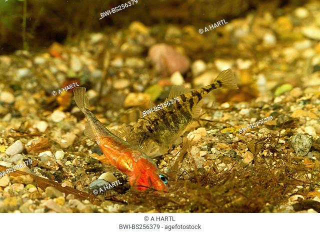 three-spined stickleback Gasterosteus aculeatus, male alluring a female to the nest, Germany