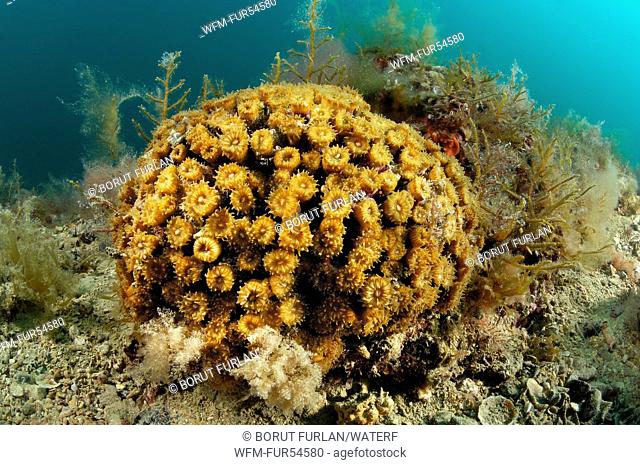 Colony of Cup Corals, Caryophyllia inornata, Piran, Adriatic Sea, Slovenia