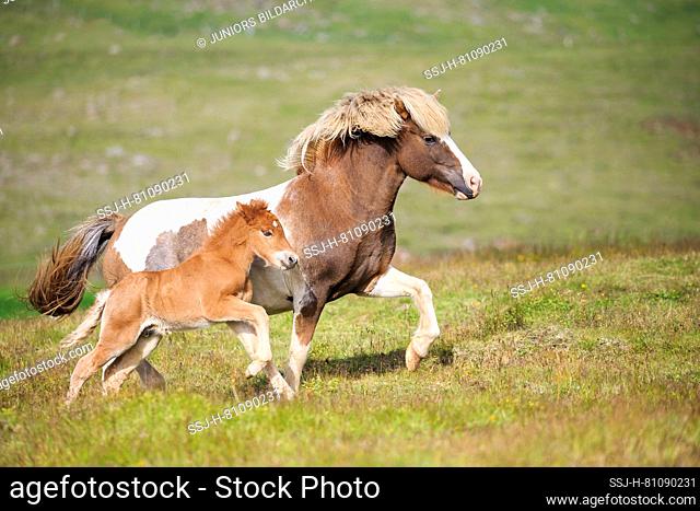 Icelandic Horse. Pinto mare with chestnut foal trotting and galloping on a pasture. Iceland
