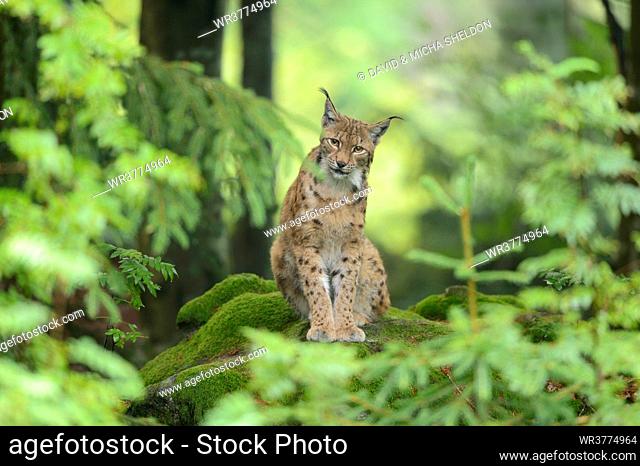 Lynx in Bavarian Forest, Germany