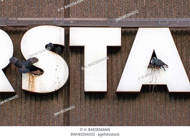 domestic pigeon (Columba livia f. domestica), pigeons nesting in letters of a writing, Germany