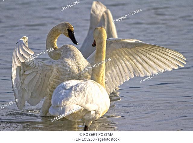 Swan spreading and stretching wings, Yukon