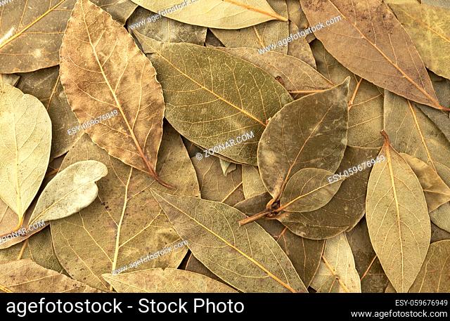 Dried bay leaf background close up, top view texture