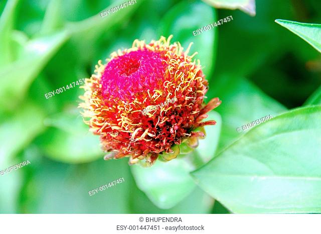 Pink Zinnia Flower Bud