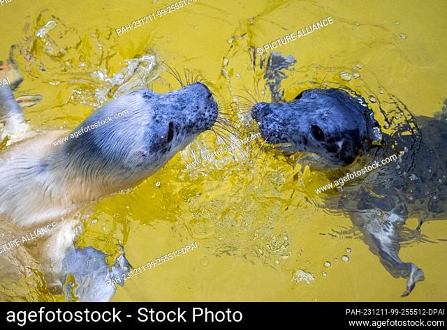 11 December 2023, Scheswig-Holstein, Friedrichskoog: The female gray seals Hätti (l) and Toni wrestle in a water basin in the breeding area at the...