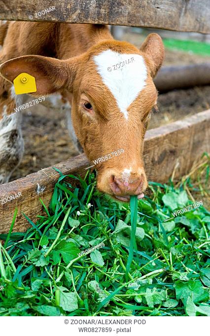 calf eating green rich fodder