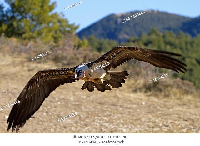 Spain , province of Lleida , Lammergeier or Bearded Vulture  Gypaetus barbatus