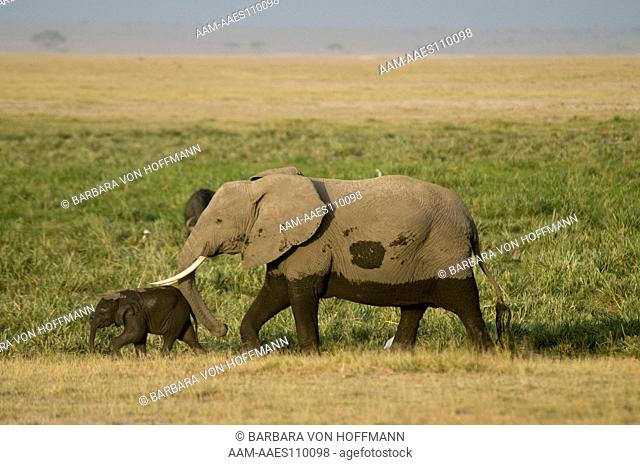 Elephant (Loxodonta africana) and baby walking in front of marsh, Amboseli National Park, Kenya