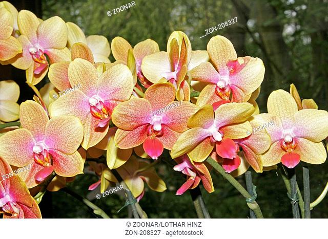 Phalaenopsis 'Glad Hatter'