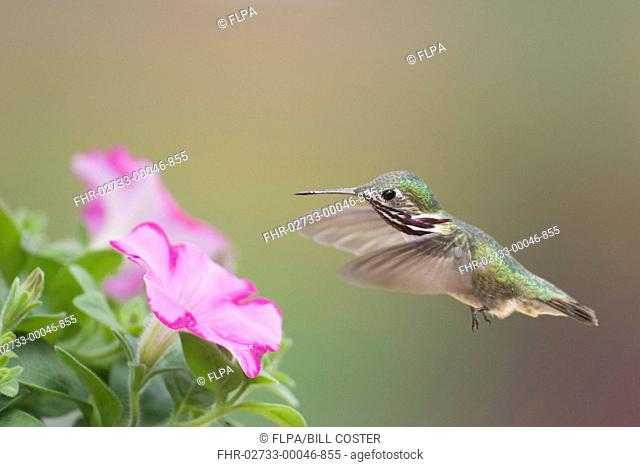Calliope Hummingbird Stellula calliope adult male, in flight, feeding at petunia flower, British Columbia, Canada, may