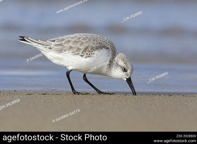 Sanderling (Calidris alba), side view of an adult in winter plumage picking up some food, Campania, Italy