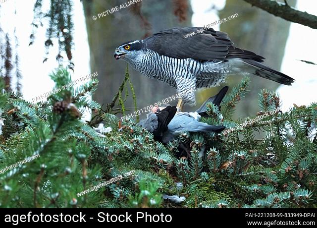03 December 2022, Berlin: 03.12.2022, Berlin. A goshawk (Accipiter gentilis) struck a wood pigeon (Columba palumbus) on a gray