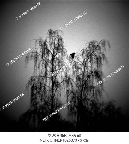 Two trees and flying bird, out of focus