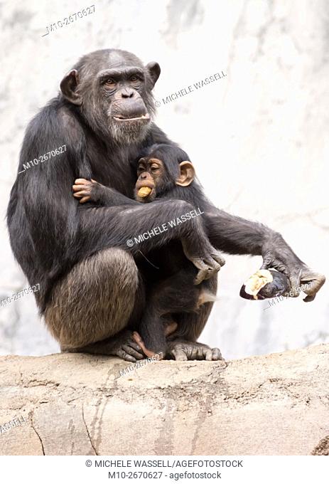 A baby holding on to mom as they eat some veggies in California, USA