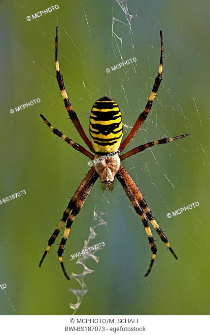 black-and-yellow argiope, black-and-yellow garden spider (Argiope bruennichi), in spiderweb, Germany, Rhineland-Palatinate
