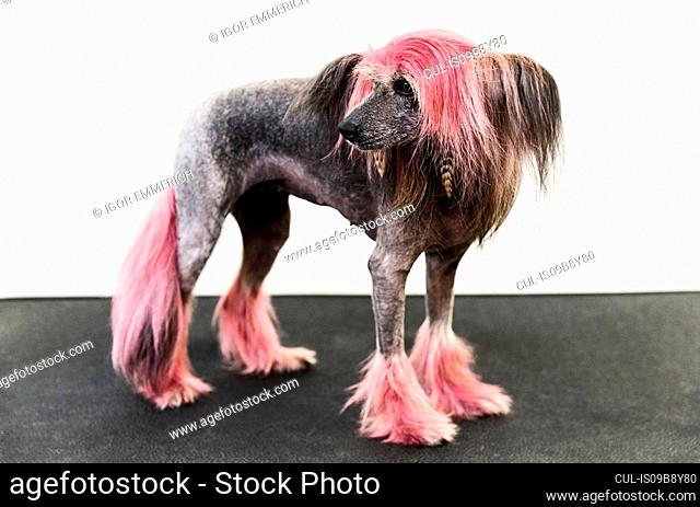 Animal portrait of groomed dog with dyed shaved fur, looking away