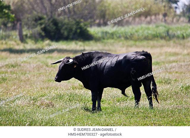 France, Bouches du Rhone, Parc Naturel Regional de Camargue Regional Natural Park of Camargue, Arles, near Salin de Giraud, Camargue bull