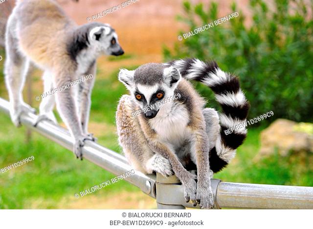 Lemur katta - lac. Lemur catta - w ogrodzie zoologicznym Ring-tailed lemur, Lemur catta, in a zoological garden